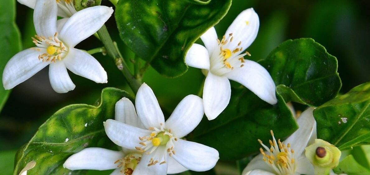 Cuidíonn Neroli le veins spider a bhaint